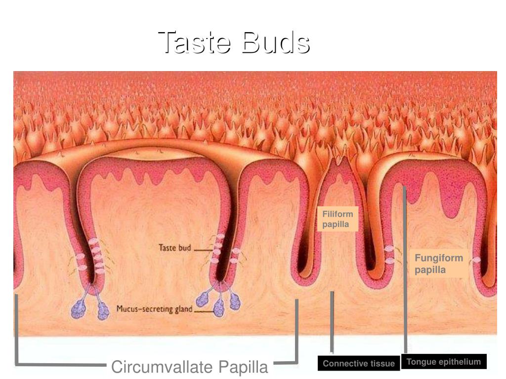 what can you do to get your taste buds back what can you do to get your taste buds back