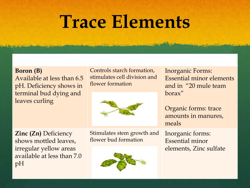 PPT What Does Fertilization Mean To Roses PowerPoint Presentation 