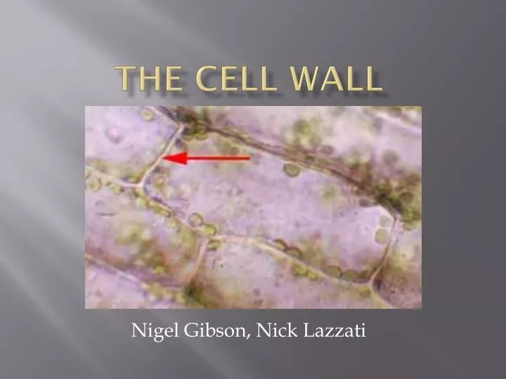free download cell wall