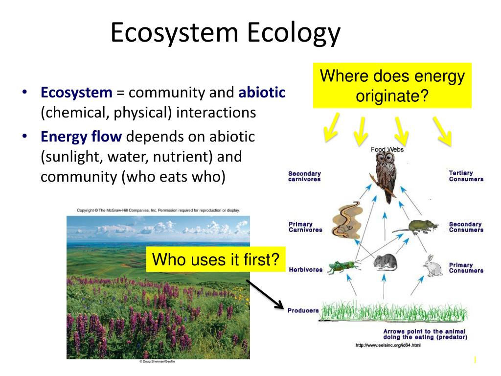 types of ecological presentation