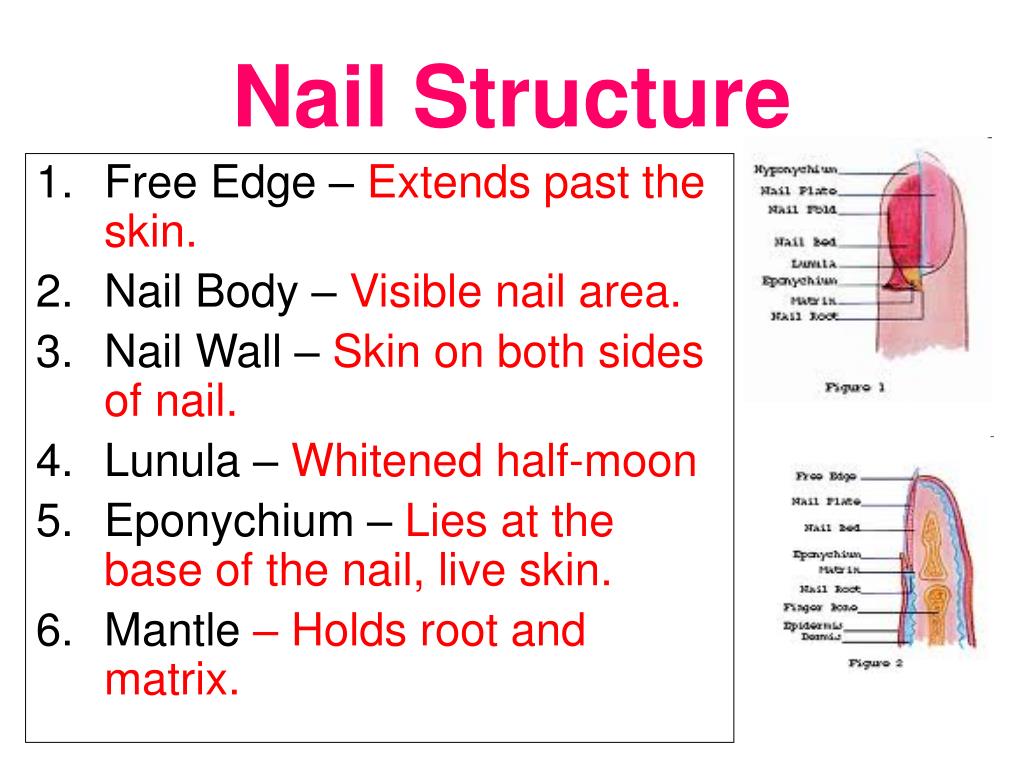 Structure Of The Nail. Human Anatomy Illustration. Royalty Free SVG,  Cliparts, Vectors, and Stock Illustration. Image 95671437.
