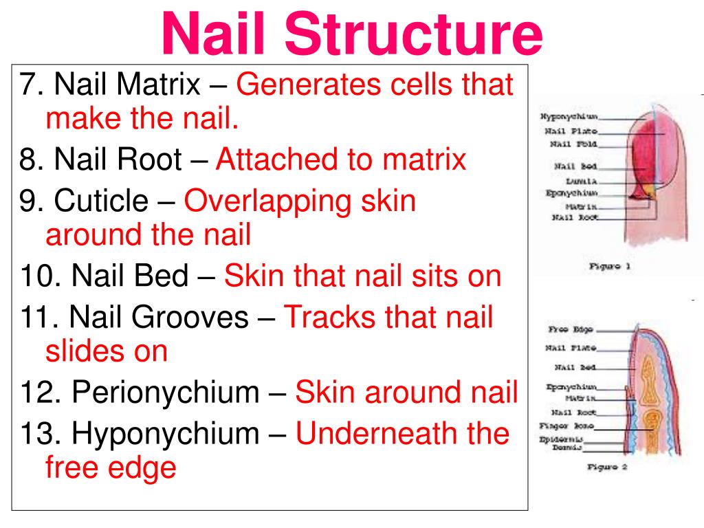 Structures of the Nail Flashcards | Quizlet