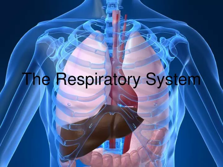 PPT The Respiratory System PowerPoint Presentation, free