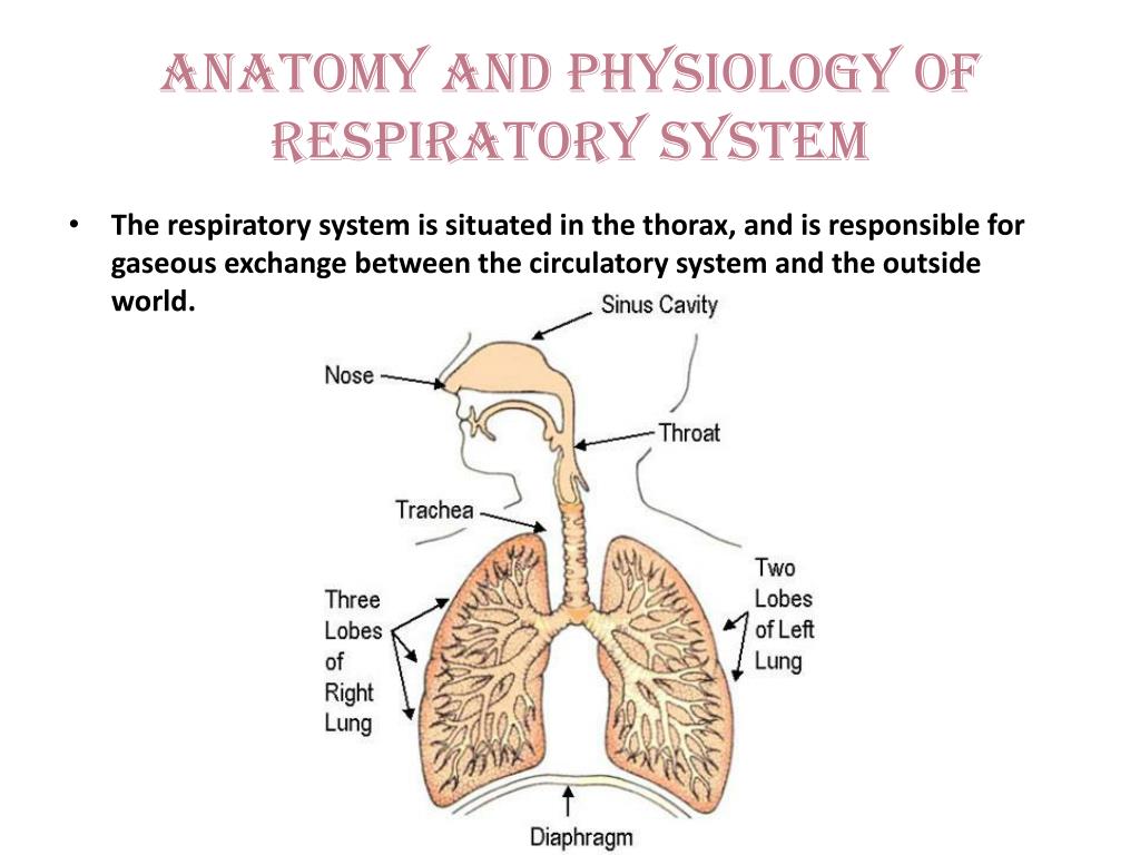 Таблицу дыхательная система человека