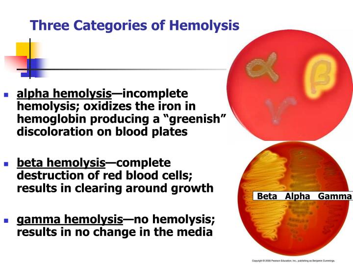 What Are The 3 Types Of Hemolysis at Steven Garrett blog