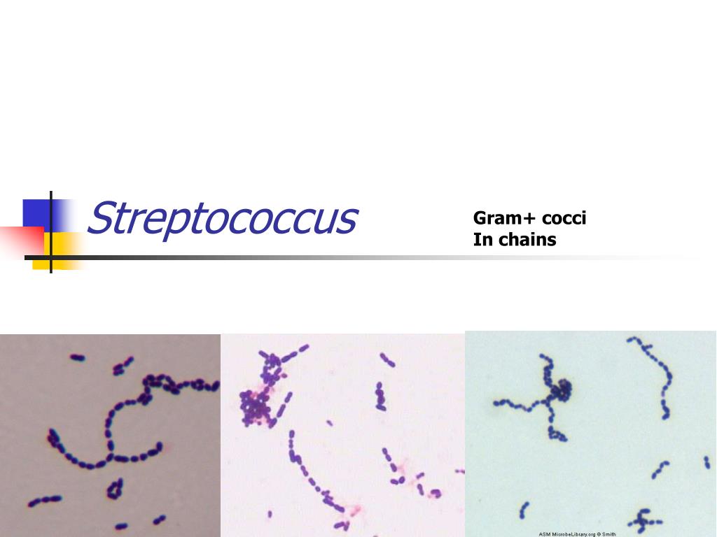 Тест на стрептококки в аптеке. Стрептококк бактерий стрептококк форма. Streptococcus Equi Мытный стрептококк. Строение бактерии стрептококка. Стрептококки рисунок микробиология.