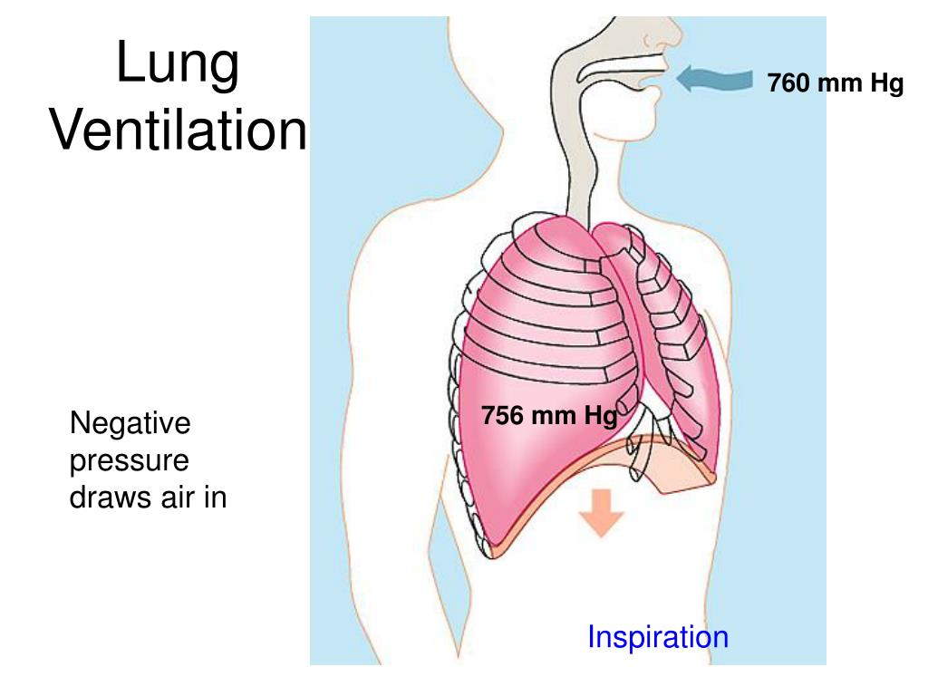 Пение диафрагмой. Ventilation Systems lung. Ventilation in lungs. Диафрагма в вокале.