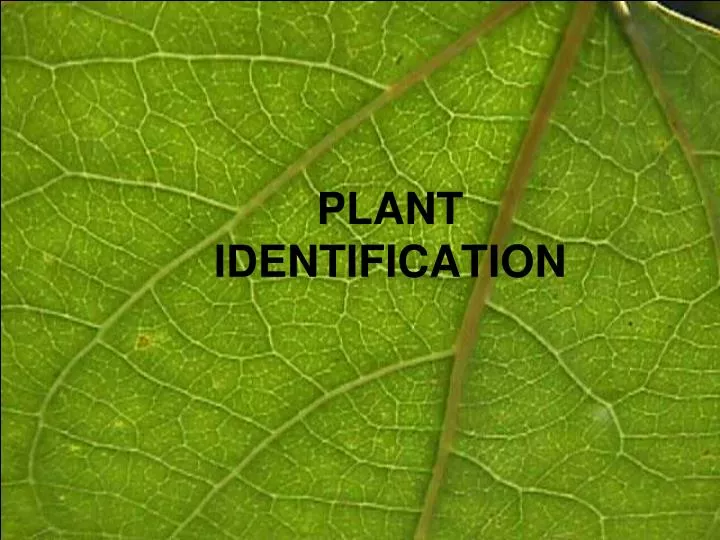 plant identification n.