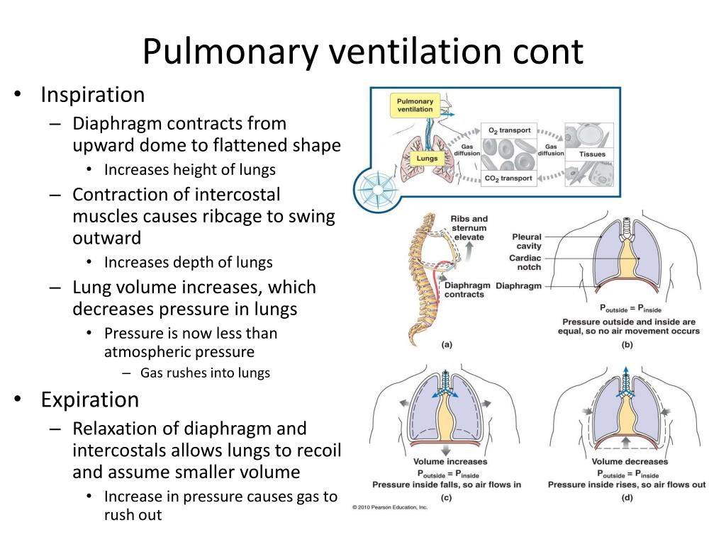 PPT - Chapter 21 – The Respiratory System PowerPoint Presentation, free