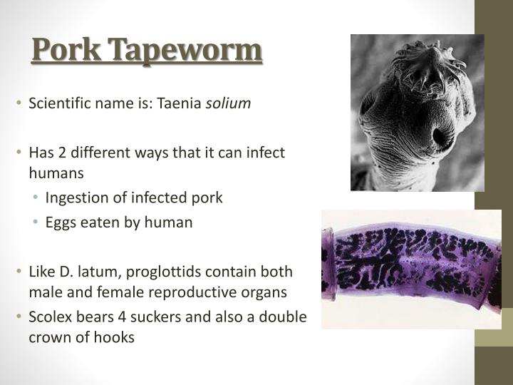 PPT Parasites Fish Tapeworm Pork Tapeworm PowerPoint Presentation