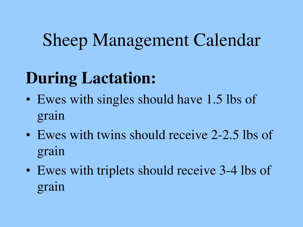 PPT Sheep Nutrition and Management PowerPoint Presentation, free