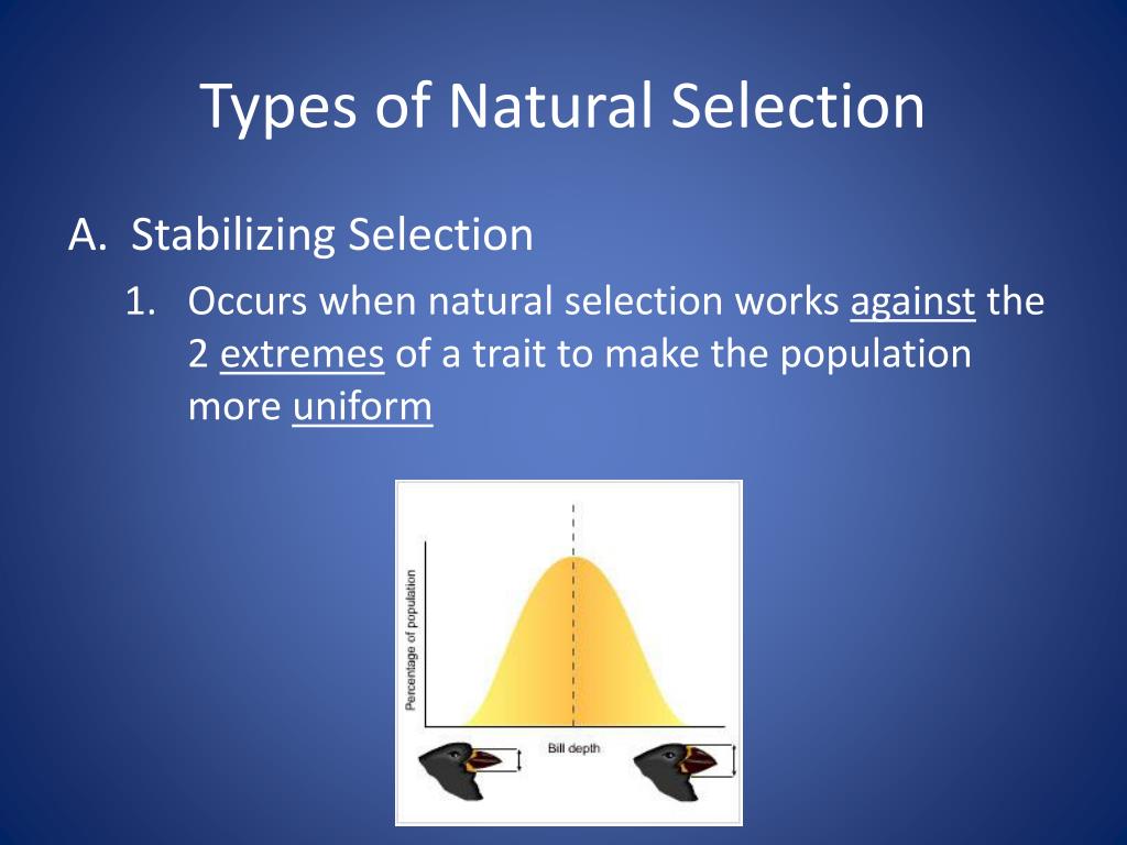 PPT Types of Natural Selection Notes PowerPoint Presentation, free