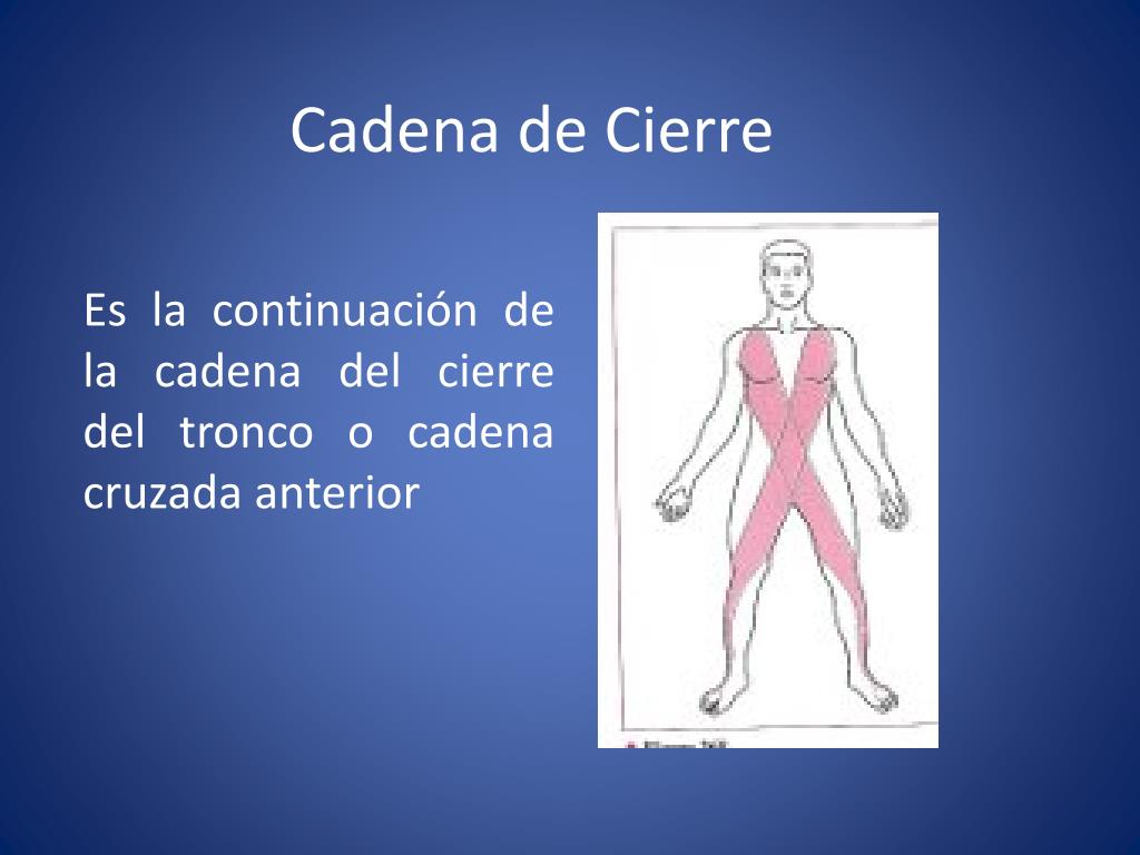 PPT - Cadenas Musculares de los Miembros Inferiores PowerPoint Presentation  - ID:2746165