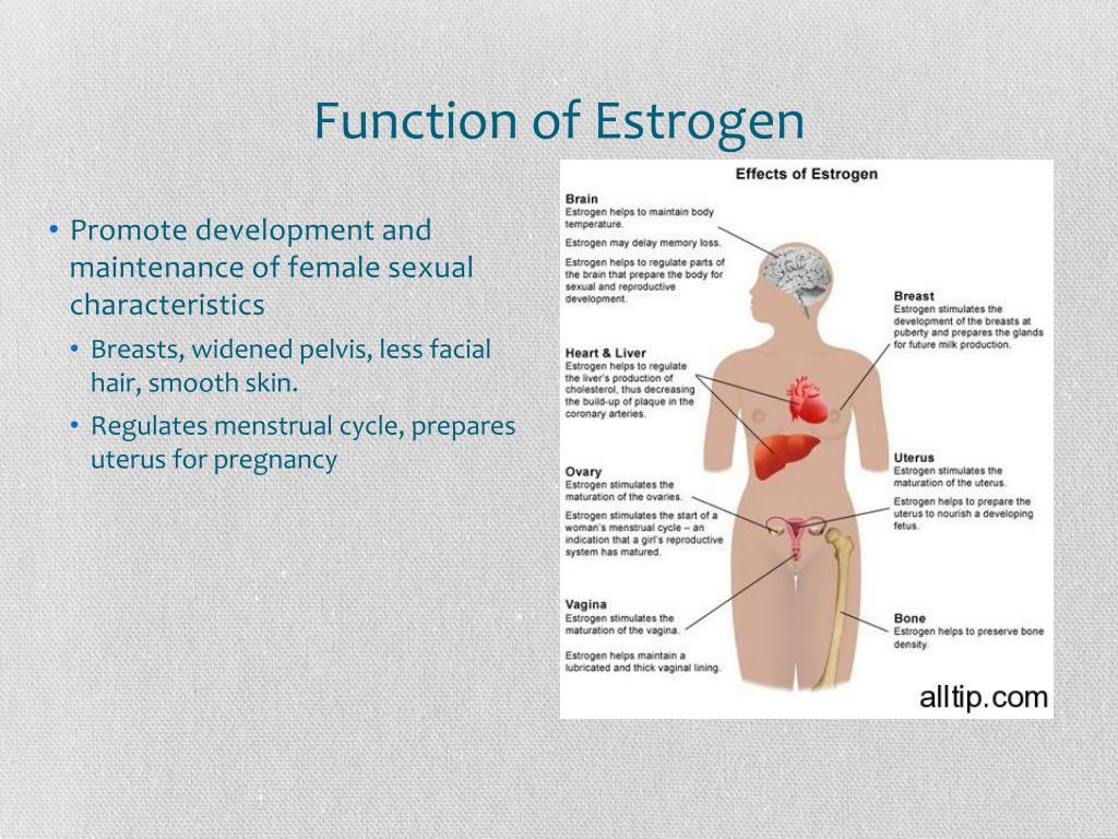 ppt-estrogen-powerpoint-presentation-free-download-id-2746208