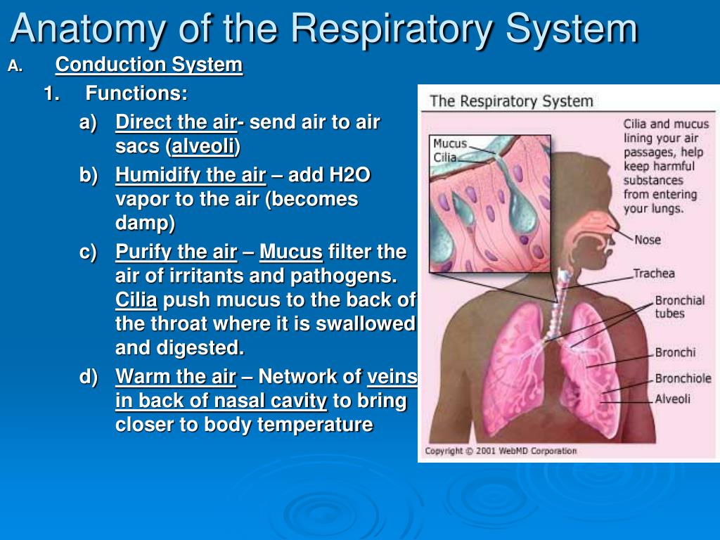 PPT - Respiratory System Fun Facts PowerPoint Presentation, free