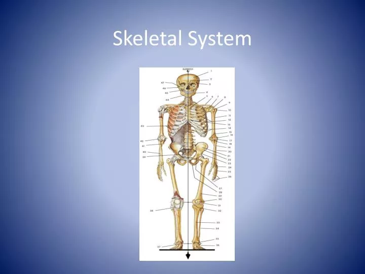 powerpoint presentation on the skeletal system