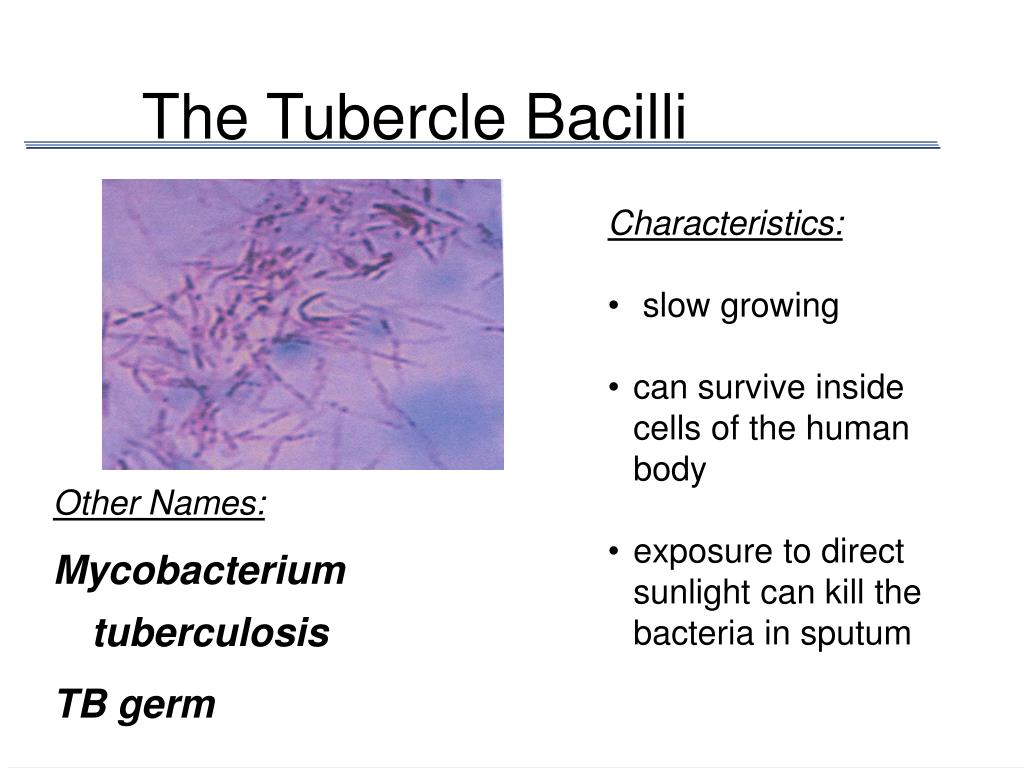Туберкулез кокки. Микобактерия туберкулеза. Mycobacterium tuberculosis steps of diagnosis. Сколько всего Mycobacterium tuberculosis.