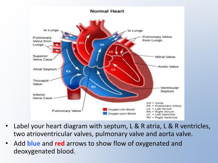 PPT - The Heart PowerPoint Presentation - ID:2746716