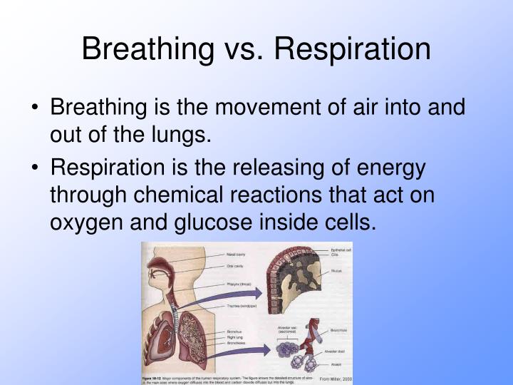 PPT - The Respiratory System PowerPoint Presentation - ID:2747362