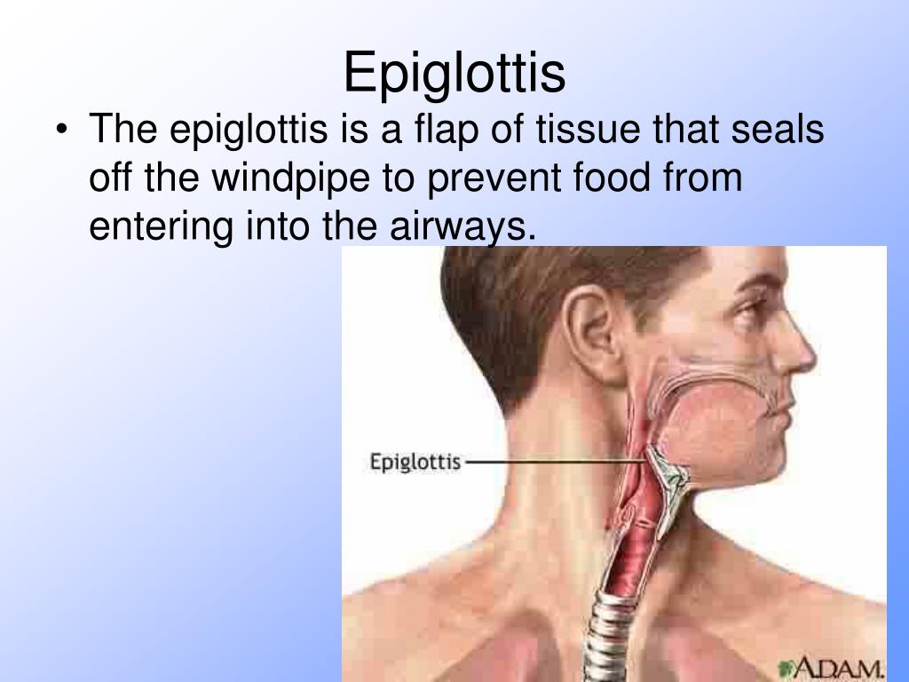 PPT The Respiratory System PowerPoint Presentation, free