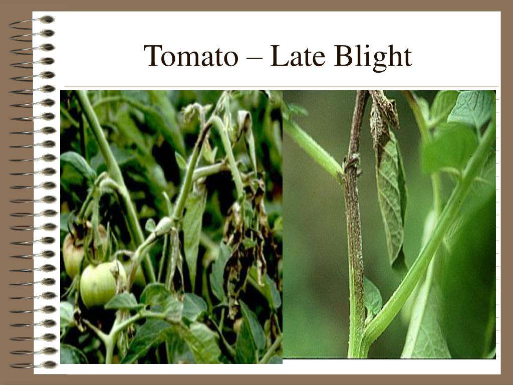 difenoconazole early blight tomato