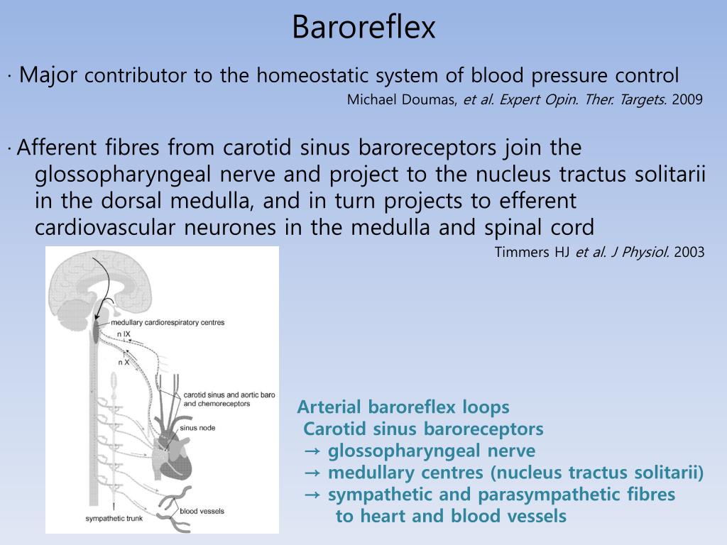 PPT - Sinus reaction during carotid stenting according to the carotid ...