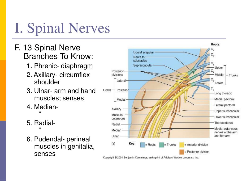 PPT - The Peripheral Nervous System (PNS) PowerPoint Presentation - ID
