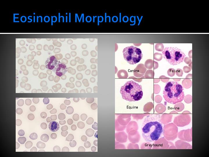 PPT - Leukocytes WBC Morphology Clinical Pathology VTHT 2323 Lori