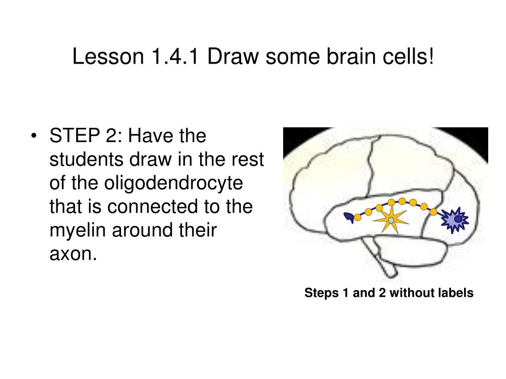 PPT - Neuroanatomy and Neurochemistry Lesson Plan for Brain Cap ...