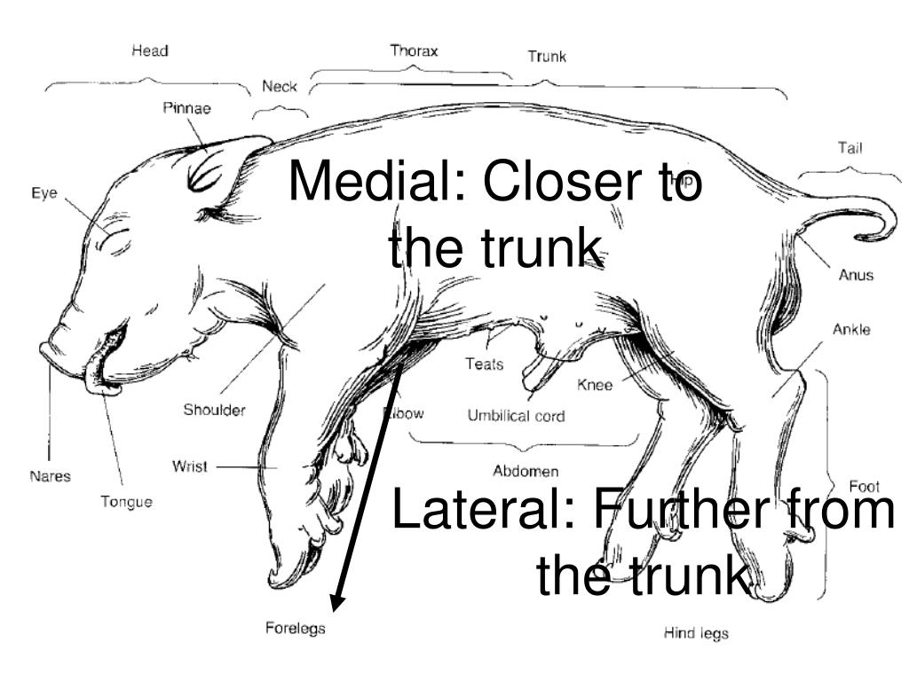 pig dissection diagrams pig dissection diagrams