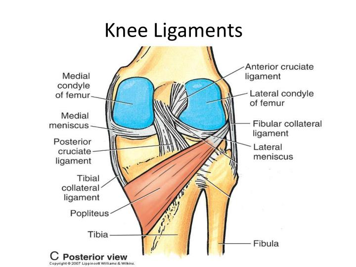 PPT Knee (Tibiofemoral) Joint and Foot PowerPoint Presentation ID