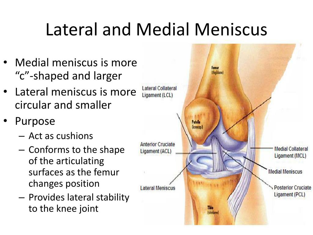 Лотераль. Medial lateral. Lateral stability. Medial lateral and Kraneal.