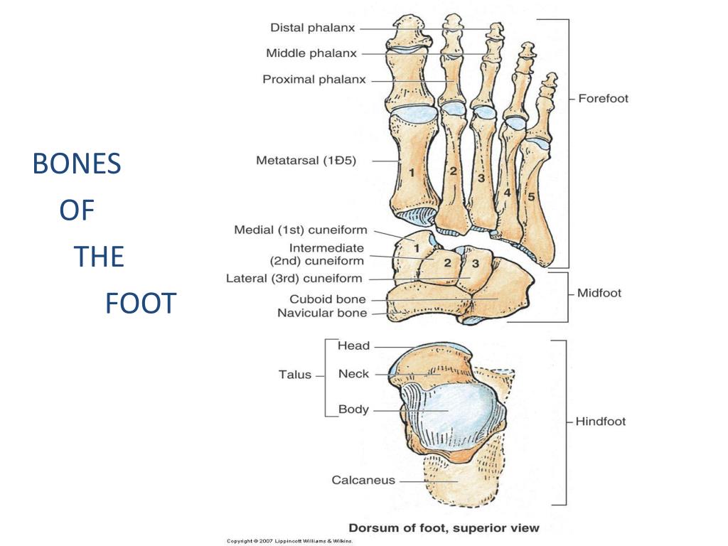 PPT - Knee (Tibiofemoral) Joint and Foot PowerPoint Presentation, free