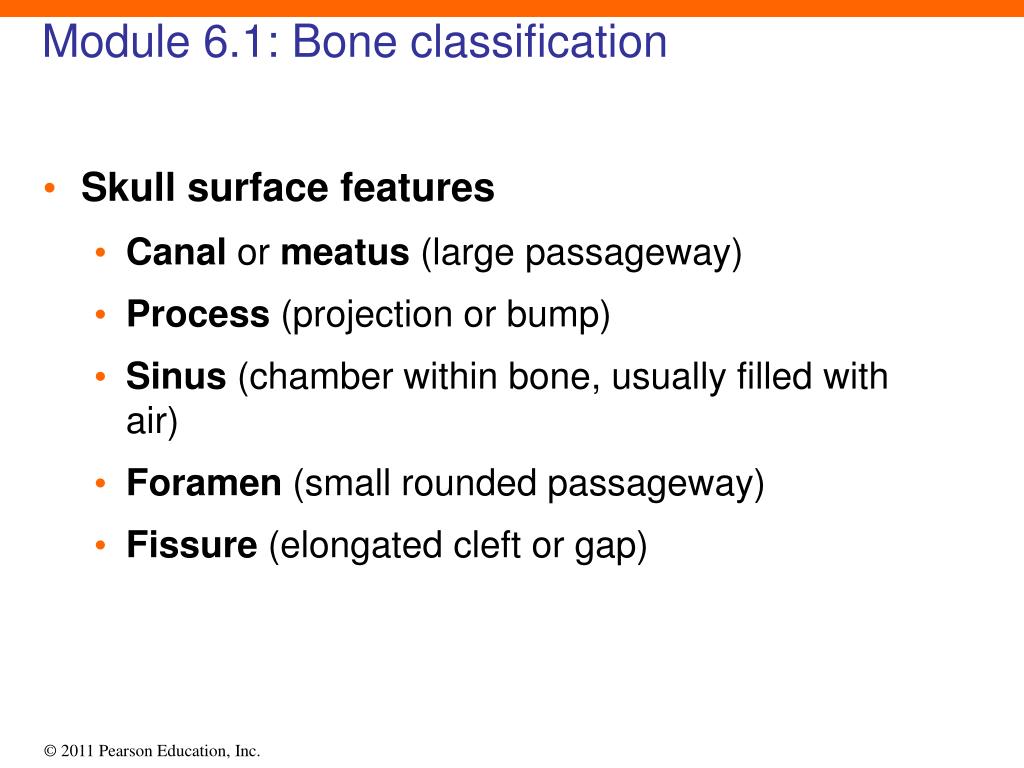 PPT - 6 Osseous Tissue and Bone Structure PowerPoint Presentation, free