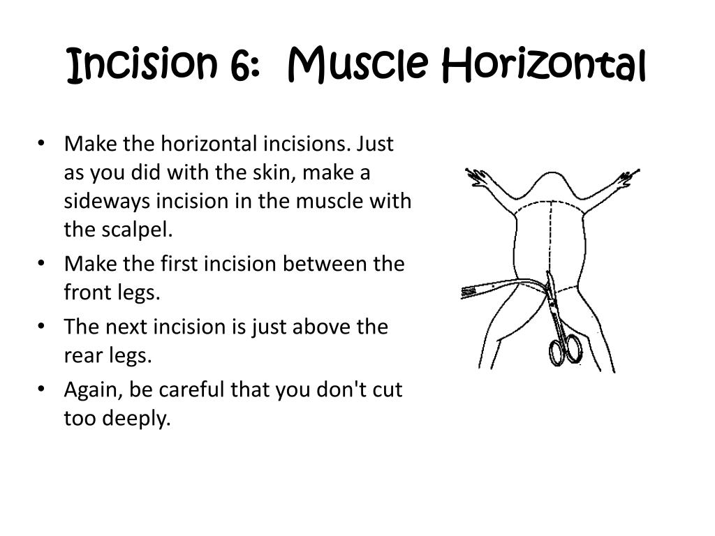 frog dissection powerpoint frog dissection powerpoint