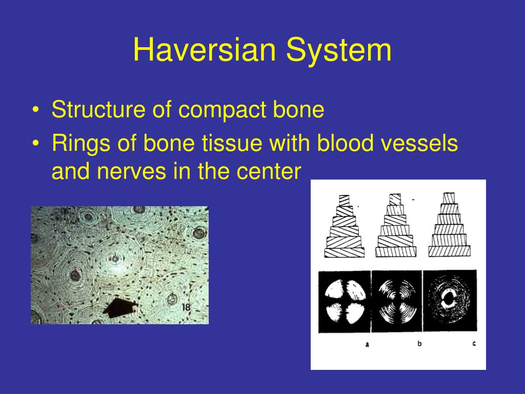 PPT - The Skeletal System PowerPoint Presentation, free download - ID