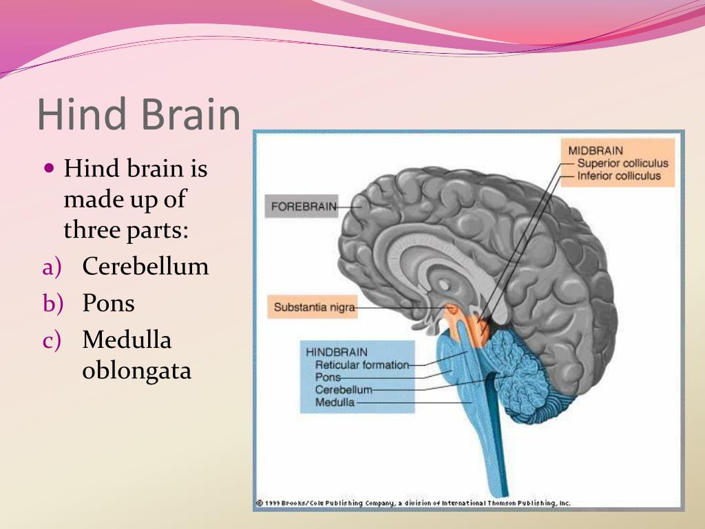 brain stem function hindbrain brain stem function hindbrain