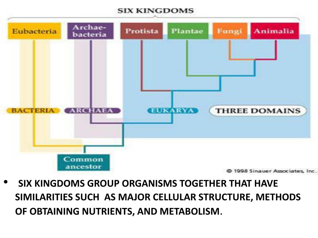 The 3 Domains And 6 Kingdoms