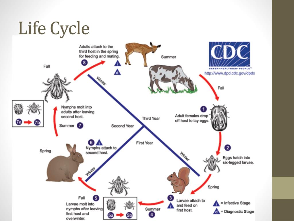 Жизненный цикл таежного клеща. Цикл развития иксодового клеща. Цикл развития иксодовых клещей схема. Жизненный цикл иксодовых клещей схема. Цикл развития клеща энцефалитного.