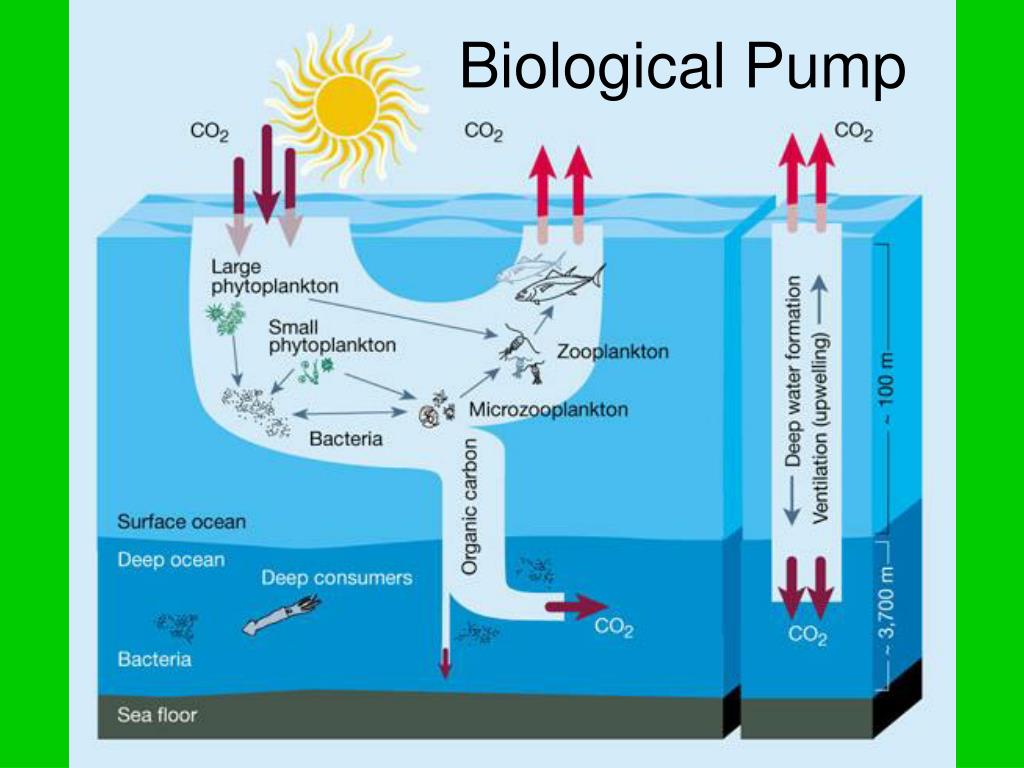 Перемещается углекислый газ из митохондрий в атмосферу. Круговорот углерода в мировом океане. Углерод в океане. Круговорот воды в углекислого газа. Углекислый ГАЗ В океане.