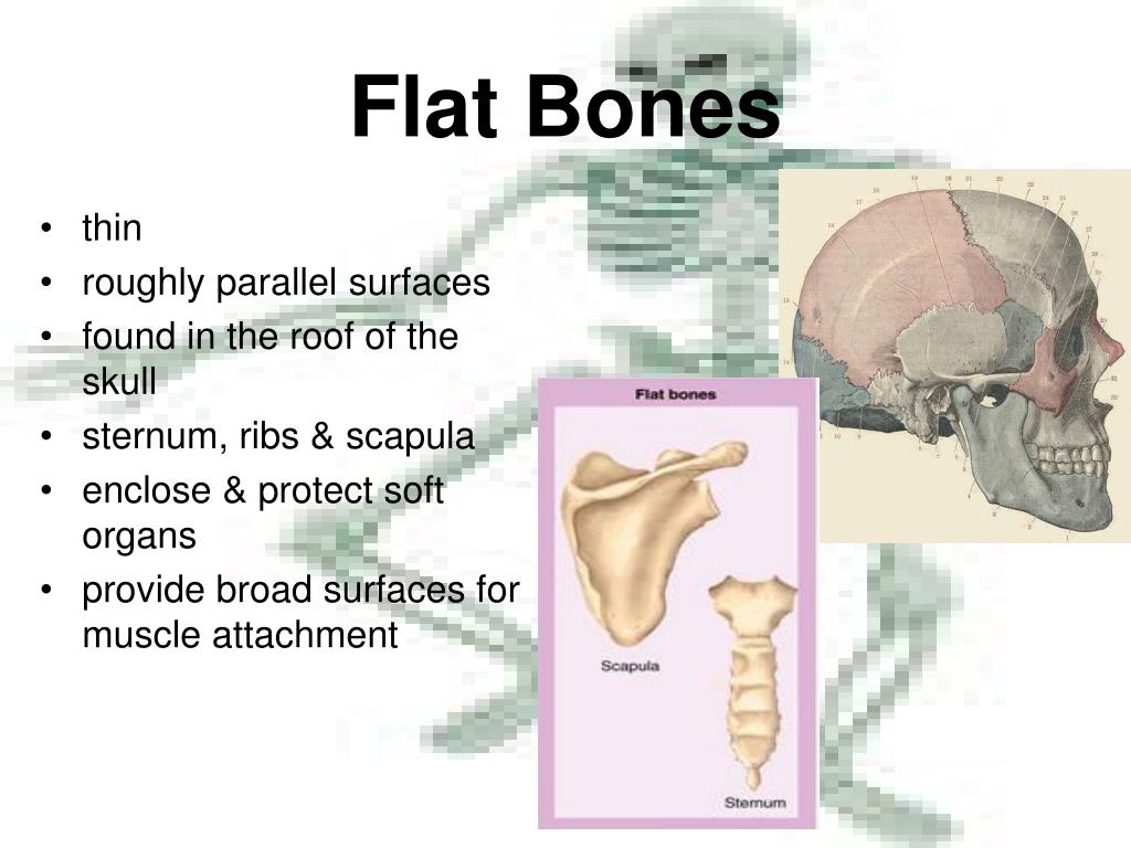where are flat bones found where are flat bones found