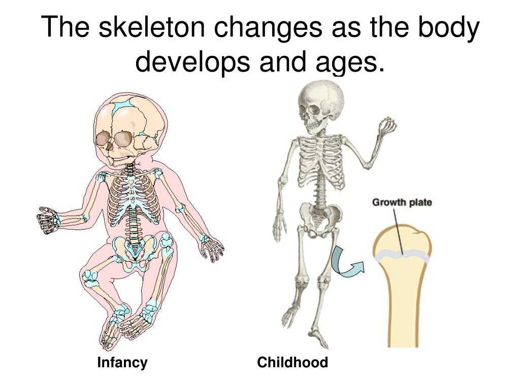 Ppt What Do You Know About Bones Powerpoint Presentation Free