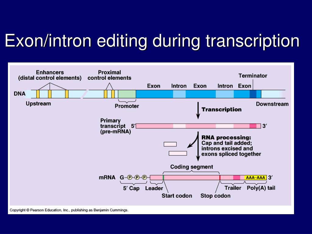 Exon что за программа. Экзон Интрон. Exon презентация. Eukaryotic Transcription process. Transcription in eukaryotic.
