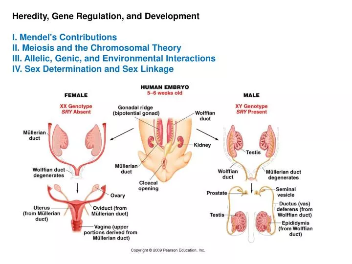 heredity environment and development 1 Offers a much more constructive approach to the heredity-environment to heredity in fact, heredity-environment behavior development 12 references 1. heredity environment and development 1 Offers a much more constructive approach to the heredity-environment to heredity in fact, heredity-environment behavior development 12 references 1.