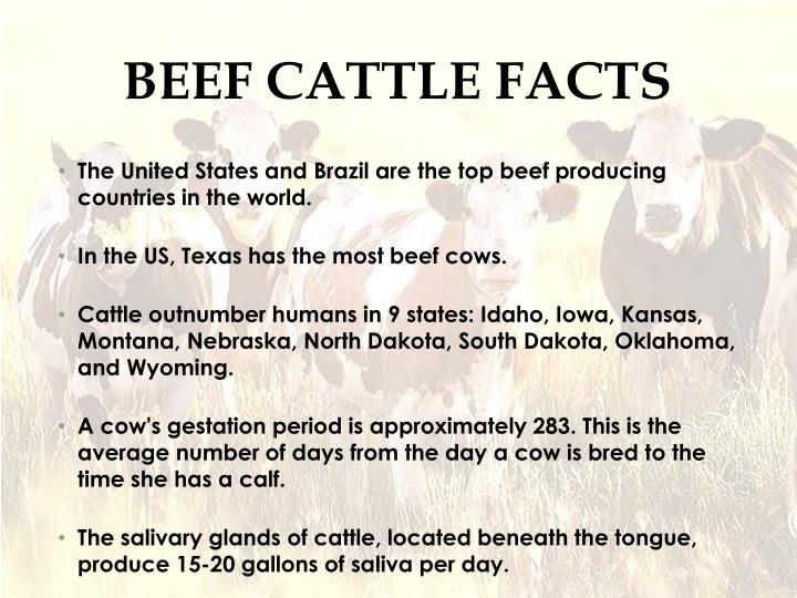 PPT Beef Cattle PowerPoint Presentation ID2755024