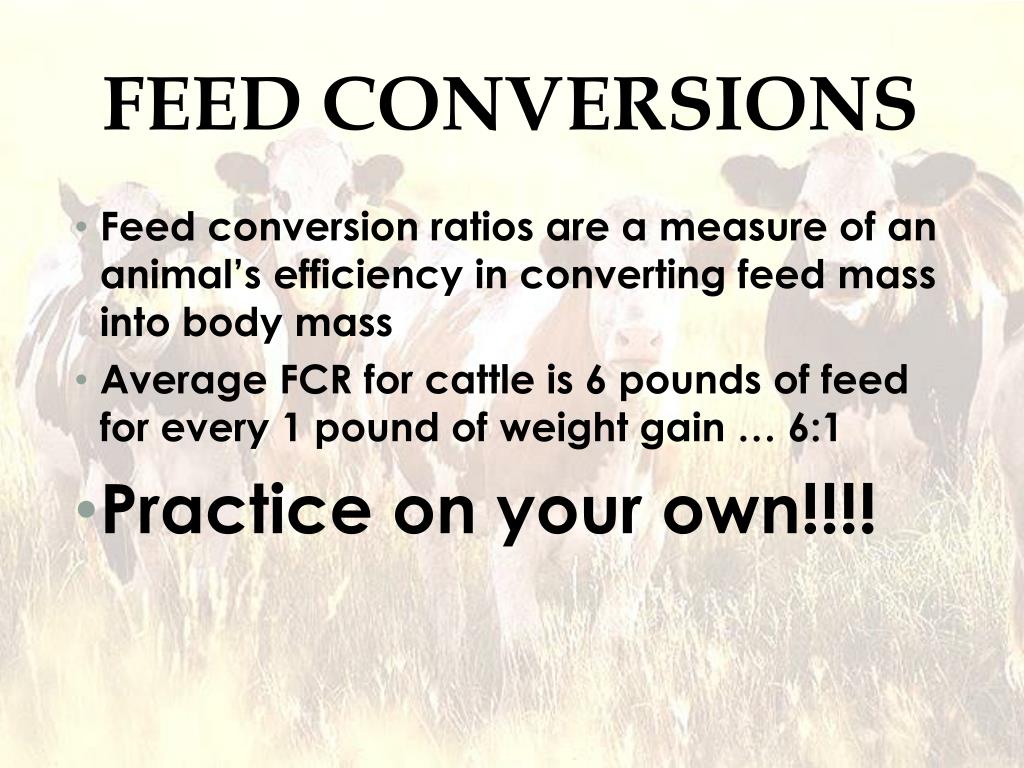 ppt-beef-cattle-powerpoint-presentation-free-download-id-2755024