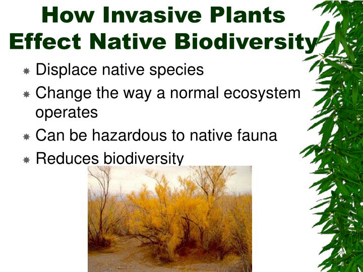 PPT Introduced Invasive Plants In California PowerPoint Presentation ppt-introduced-invasive-plants-in-california-powerpoint-presentation