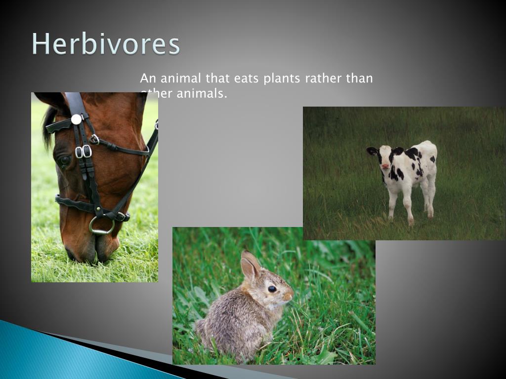 Food Chain PowerPoint Presentation, free download Biology Diagrams