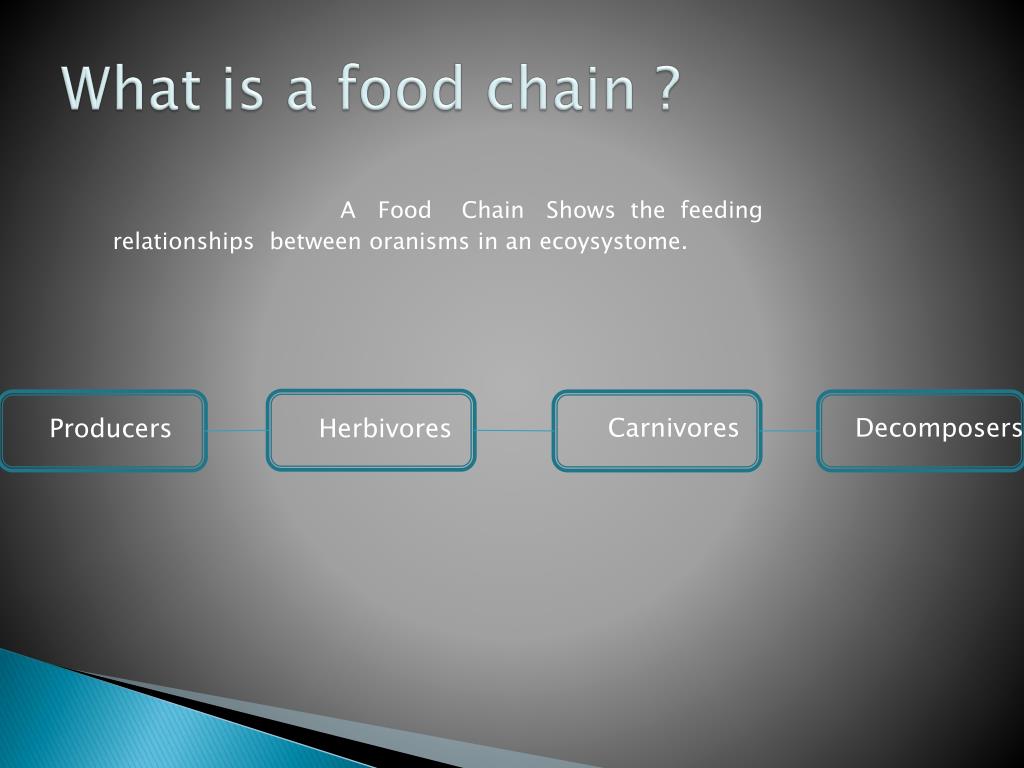Food Chain PowerPoint Presentation, free download Biology Diagrams