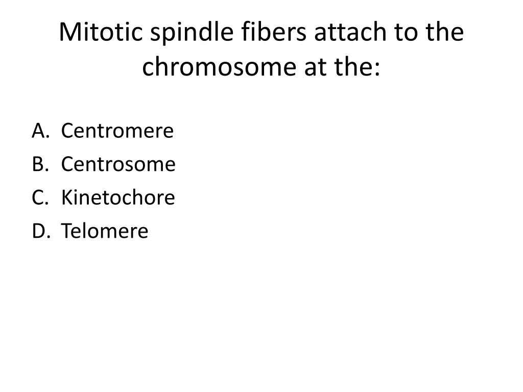spindle fibers